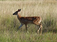 Devil tower (17).JPG